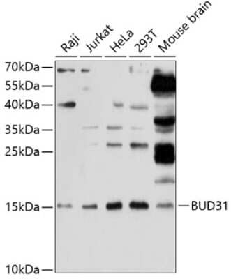 Western Blot: BUD31 Antibody [NBP2-92066] - Analysis of extracts of various cell lines, using BUD31 .Exposure time: 30s.