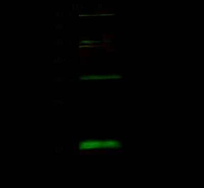 Western Blot: BUD31 Antibody [NBP2-99132] - Anti-BUD31 rabbit polyclonal antibody at 1:500 dilution. Lane A: Jurkat Whole Cell Lysate. Lysates/proteins at 30 ug per lane. Secondary Goat Anti- Rabbit IgG H&L (Dylight 800) at 1/10000 dilution. Developed using the Odyssey technique. Performed under reducing conditions. Predicted band size: 17 kDa. Observed band size: 18 kDa (We are unsure as to the identity of these extra bands).