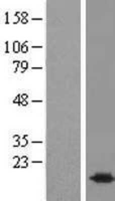 Western Blot: BUD31 Overexpression Lysate (Adult Normal) [NBL1-08060] Left-Empty vector transfected control cell lysate (HEK293 cell lysate); Right -Over-expression Lysate for BUD31.