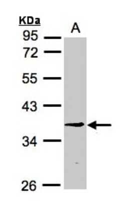 Western Blot: BXDC1 Antibody [NBP1-32613] - Sample (30ug whole cell lysate)A:H129910% SDS PAGE, antibody diluted at 1:3000.