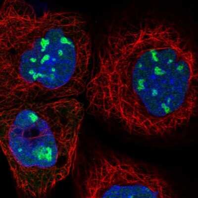 Immunocytochemistry/ Immunofluorescence BYSL Antibody