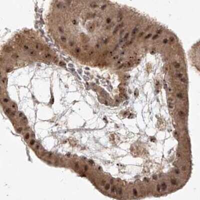 Immunohistochemistry-Paraffin: BYSL Antibody [NBP1-89500] - Staining of human placenta.