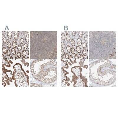 <b>Independent Antibodies Validation. </b>Immunohistochemistry-Paraffin: BYSL Antibody [NBP1-89500] - Staining of human gastrointestinal, lymphoid tissues, placenta and testis using Anti-BYSL antibody NBP1-89500 (A) shows similar protein distribution across tissues to independent antibody NBP1-89501 (B).