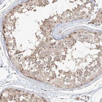 Immunohistochemistry-Paraffin: BYSL Antibody [NBP1-89500] - Staining of human testis shows moderate positivity in nucleoli in cells in seminiferous ducts.