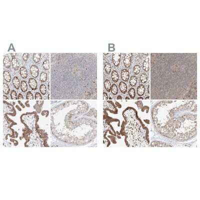 Immunohistochemistry-Paraffin BYSL Antibody