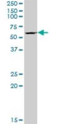 Western Blot: BYSL Antibody [H00000705-B01P] - Analysis of BYSL expression in Jurkat.
