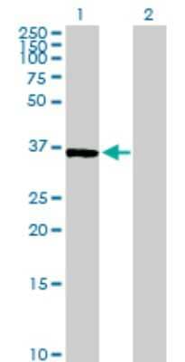 Western Blot: BYSL Antibody [H00000705-B01P] - Analysis of BYSL expression in transfected 293T cell line by BYSL polyclonal antibody.  Lane 1: BYSL transfected lysate(35.75 KDa). Lane 2: Non-transfected lysate.