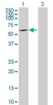 Western Blot: BYSL Antibody [H00000705-B02P] - Analysis of BYSL expression in transfected 293T cell line by BYSL polyclonal antibody.  Lane 1: BYSL transfected lysate(48.07 KDa). Lane 2: Non-transfected lysate.