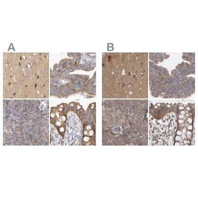 Immunohistochemistry-Paraffin BZRAP1 Antibody - BSA Free