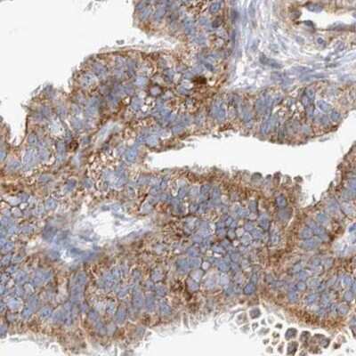 Immunohistochemistry-Paraffin BZRAP1 Antibody - BSA Free