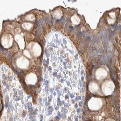 Immunohistochemistry-Paraffin: BZRAP1 Antibody [NBP1-93626] - Staining of human rectum.