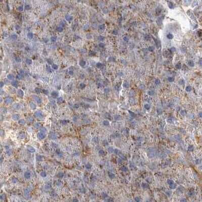 Immunohistochemistry-Paraffin: BZRAP1 Antibody [NBP1-93626] - Staining of human pancreas.