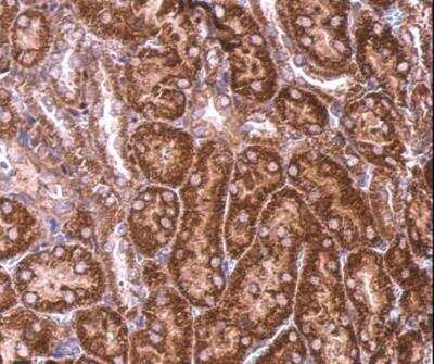 Immunohistochemistry-Paraffin BZW2 Antibody - BSA Free