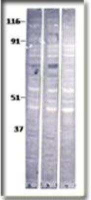 Western Blot: Baboon Antibody [NB300-665] - Lane 1 and Land 2: Cells expressing Baboon A and Lane 3: mock transfected cells