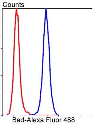 Flow Cytometry: Bad Antibody (SA32-01) [NBP2-67308] - Analysis of Hela cells with Bad antibody at 1/50 dilution (blue) compared with an unlabelled control (cells without incubation with primary antibody; red). Alexa Fluor 488-conjugated goat anti rabbit IgG was used as the secondary antibody.