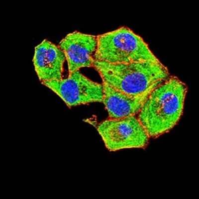 Immunocytochemistry/Immunofluorescence: Bag-1 Antibody (1E4B5) [NBP2-61698] - Analysis of Hela cells using BAG1 mouse mAb (green). Blue: DRAQ5 fluorescent DNA dye. Red: Actin filaments have been labeled with Alexa Fluor- 555 phalloidin. Goat anti-Mouse IgG (H+L) DyLight 488 secondary antibody was used. 