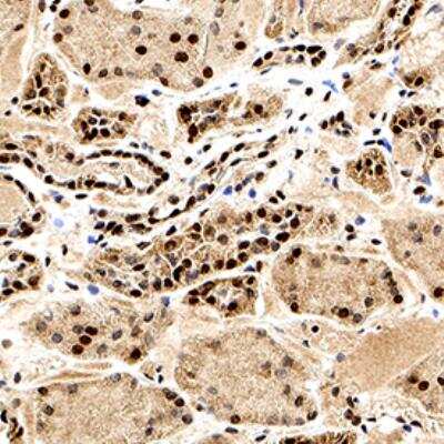 Immunohistochemistry-Paraffin: Bag-1 Antibody [NB100-56083] - Bag-1 was detected in immersion fixed paraffin-embedded sections of human kidney using this antibody at 1:500 for 1 hour at room temperature followed by incubation with the Anti-Rabbit IgG VisUCyte™ HRP Polymer Antibody (Catalog # VC003). Tissue was stained using DAB (brown) and counterstained with hematoxylin (blue). Specific staining was localized to nuclei in epithelial cells in convoluted tubules.