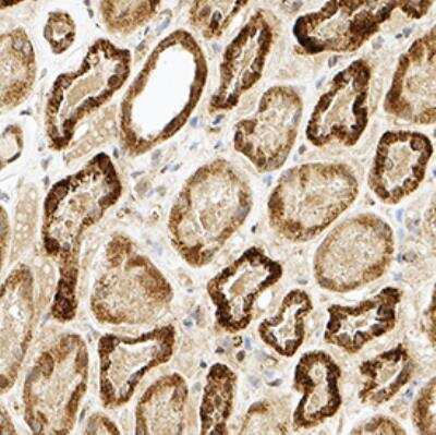 Immunohistochemistry-Paraffin: Bag-1 Antibody [NB100-56085] - Bag-1 was detected in immersion fixed paraffin-embedded sections of human kidney using this antibody at 1:500 for 1 hour at room temperature followed by incubation with the Anti-Rabbit IgG VisUCyte™ HRP Polymer Antibody (Catalog # VC003). Tissue was stained using DAB (brown) and counterstained with hematoxylin (blue). Specific staining was localized to nuclei in epithelial cells in convoluted tubules.