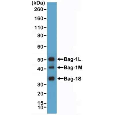 Western Blot: Bag-1 Antibody (RM356) [NBP2-77438] - Western Blot of HeLa cell lysate using NBP2-77438 at 1:1000 dilution.