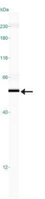 Simple Western: Bag-1 Antibody [NB100-56086] - Simple Western lane view shows a specific band for Bag-1 in 0.5 mg/ml of Human Brain lysate.  This experiment was performed under reducing conditions using the 12-230 kDa separation system.