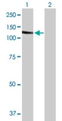 Western Blot: Band 3 Antibody [H00006521-B01P] - Analysis of SLC4A1 expression in transfected 293T cell line by SLC4A1 polyclonal antibody.  Lane 1: SLC4A1 transfected lysate(100.21 KDa). Lane 2: Non-transfected lysate.