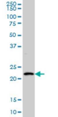 Western Blot: BarX1 Antibody (3C11) [H00056033-M05] - Analysis of BARX1 expression in Hela S3 NE (Cat # L013V3).