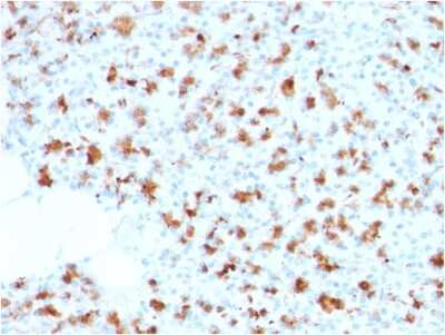 Immunohistochemistry-Paraffin: BarX1 Antibody (BARX1/2759) [NBP3-07702] - Formalin-fixed, paraffin-embedded human Pancreas stained with BarX1 Mouse Monoclonal Antibody (BarX1/2759).