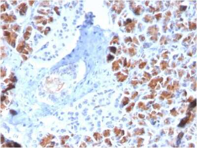 Immunohistochemistry-Paraffin: BarX1 Antibody (BARX1/2759) [NBP3-07702] - Formalin-fixed, paraffin-embedded human Pancreas stained with BarX1 Mouse Monoclonal Antibody (BarX1/2759).