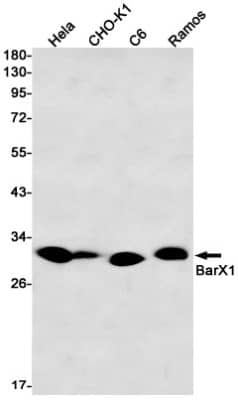 Western Blot: BarX1 Antibody (S01-3A3) [NBP3-19835] - Western blot detection of BarX1 in Hela, CHO-K1, C6, Ramos cell lysates using NBP3-19835 (1:1000 diluted). Predicted band size: 27kDa. Observed band size: 27kDa.