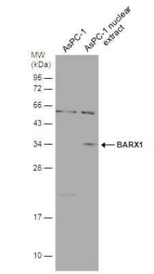 Western Blot: BarX1 Antibody [NBP2-43736] - AsPC-1 whole cell and nuclear extracts (30 ug) were separated by 12% SDS-PAGE, and the membrane was blotted with BARX1 antibody diluted at 1:1000.