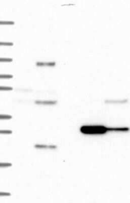 Western Blot BarX2 Antibody - BSA Free