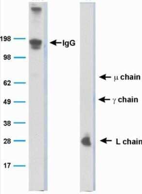 Western Blot Bat Immunoglobulin Antibody (BT1-4F10) - Azide and BSA Free