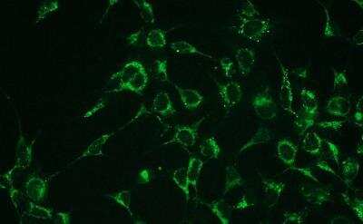 Immunocytochemistry/Immunofluorescence: Bax Antibody (G26-R) [NBP1-71680] - Representative picture of Bax expression in HEK293 cells, visualized with clonal rabbit anti-Bax monospecific antibody. Primary antibody dilution - 1:100.