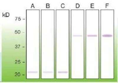 Western Blot: Bax Antibody (G26-R) [NBP1-71680] - Anti-bax (DB 123) Western blot analysis of bax protein in mouse brain extract (A), rat brain extract (B), HEK 293 cells (C) -200 ug of total protein loaded per well. GST-fusion recombinant human bax protein was tested under the same conditions at the concentrations of 100ng (D), 200ng (E), and 500ng (F).