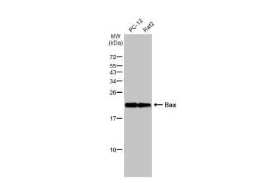 Western Blot: Bax Antibody (HL236) [NBP3-13676] - Various whole cell extracts (30 ug) were separated by 15% SDS-PAGE, and the membrane was blotted with Bax antibody [HL236] (NBP3-13676) diluted at 1:1000. The HRP-conjugated anti-rabbit IgG antibody (NBP2-19301) was used to detect the primary antibody.