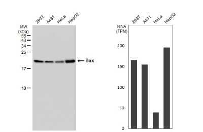 Western Blot: Bax Antibody (HL236) [NBP3-13676] - Various whole cell extracts (30 ug) were separated by 15% SDS-PAGE, and the membrane was blotted with Bax antibody [HL236] (NBP3-13676) diluted at 1:1000. The HRP-conjugated anti-rabbit IgG antibody (NBP2-19301) was used to detect the primary antibody. Corresponding RNA expression data for the same cell lines are based on Human Protein Atlas program.