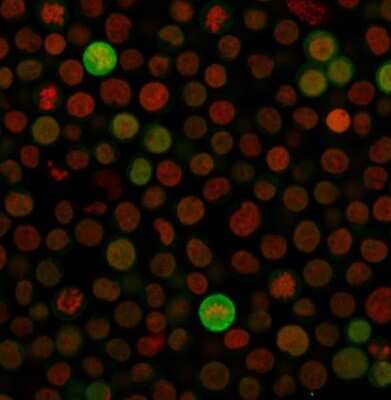 Immunocytochemistry/Immunofluorescence: Bax Antibody (SPM336) - Azide and BSA Free [NBP2-34763] - Immunofluorescence Analysis of Jurkat cells labeling BAX with Bax Antibody (SPM336) followed by Goat anti-Mouse IgG-CF488 (Green).The nuclear counterstain is NucSpot .