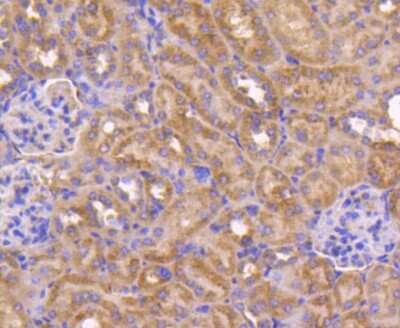 Immunohistochemistry-Paraffin: Bax Antibody (SZ3-07) [NBP2-67365] - Analysis of paraffin-embedded mouse kidney tissue using anti-Bax antibody. Counter stained with hematoxylin.