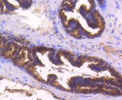 Immunohistochemistry-Paraffin: Bax Antibody (SZ3-07) [NBP2-67365] - Analysis of paraffin-embedded mouse prostate tissue using anti-Bax antibody. Counter stained with hematoxylin.