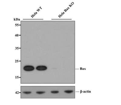 Western Blot: Bax Antibody (SZ3-07) [NBP2-67365] - All lanes: Western blot analysis of Bax with anti-Bax antibody [SZ3-07] at 1:1,000 dilution. Lane 1/2: Wild-type Hela whole cell lysate (20 ug).Lane 3/4: Bax knockout Hela whole cell lysate (20 ug).NBP2-67365 was shown to specifically react with Bax in wild-type Hela cells. No band was observed when Bax knockout samples were tested. Wild-type and Bax knockout samples were subjected to SDS-PAGE. Proteins were transferred to a PVDF membrane and blocked with 5% NFDM in TBST for 1 hour at room temperature. The primary antibody (1/1,000) and Loading control antibody (Rabbit anti-betta-actin, 1/1,000)was used in 5% BSA at room temperature for 2 hours. Goat Anti-Rabbit IgG-HRP Secondary Antibody  at 1:200,000 dilution was used for 1 hour at room temperature.
