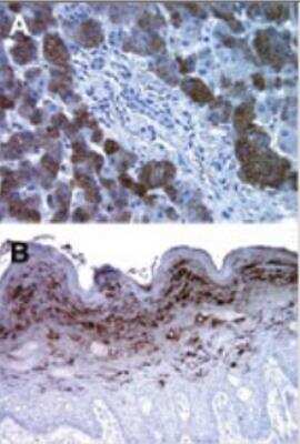 Immunohistochemistry-Paraffin: Bax inhibitor 1 Antibody (20F430) - Azide Free [NBP2-33264] - Formalin-fixed, paraffin-embedded normal human tissue sections stained for Bi-1 expression using this antibody at 5 ug/ml. A: liver. B: skin. Hematoxylin-eosin counterstain.