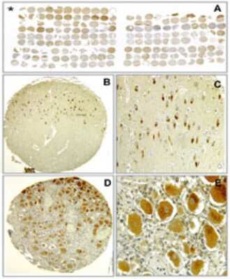 Immunohistochemistry-Paraffin Bax inhibitor 1 Antibody (20F565)