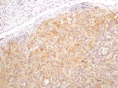 Immunohistochemistry-Paraffin Bax inhibitor 1 Antibody (20F565)