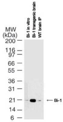 Western Blot Bax inhibitor 1 Antibody (20F565)