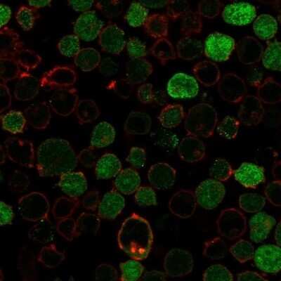 Immunocytochemistry/Immunofluorescence: Bcl-10 Antibody (BL10/2988R) - Azide and BSA Free [NBP3-08803] - Immunofluorescence Analysis of PFA-fixed K562 cells labeling Bcl-10. Bcl-10 Recombinant Rabbit Monoclonal Antibody (BL10/2988R) followed by goat anti-rabbit IgG-CF488 (green). Phalloidin counterstain (red).