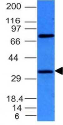 Western Blot: Bcl-10 Antibody (BL10/411) - Azide and BSA Free [NBP2-33190] - HepG2 Cell Lysate using Bcl-10 Monoclonal Antibody (BL10/411).