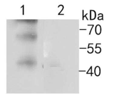 Western Blot: Bcl-10 Antibody (SN74-04) [NBP2-67714] - Analysis of Bcl10 on different cell lysates using anti-Bcl10 antibody at 1/500 dilution.Positive control: Lane 1: HUVEC Lane 2:SW480