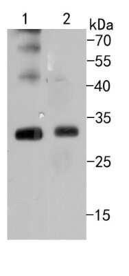 Western Blot: Bcl-10 Antibody (SN74-04) [NBP2-67714] - Western blot analysis of Bcl-10 on different cell lysates using anti-Bcl-10 antibody at 1/500 dilution. Positive control: Lane 1: HUVEC Lane 2:SW480