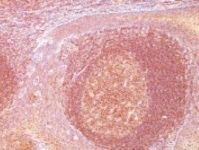 Immunohistochemistry-Paraffin: Bcl-10 Antibody (SPM520) - IHC-Prediluted [NBP2-45153] - Formalin-fixed, paraffin-embedded human Tonsil stained with BCL10 Monoclonal Antibody (SPM250).