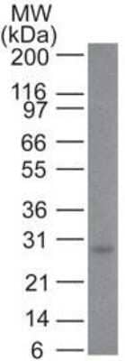 Western Blot: Bcl-2 Antibody (100/D5+124) - Azide and BSA Free [NBP2-34515] - Western blot analysis of Bcl-2 in human skin using Bcl-2 Ab (100/D5 + 124).